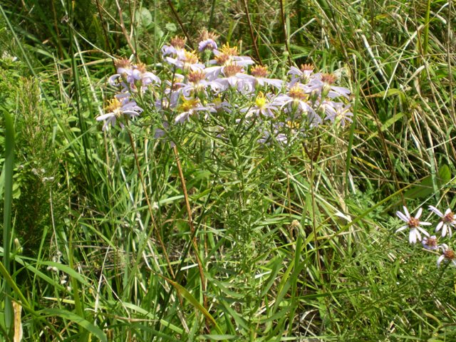 Galatella sedifolia / Astro scabro